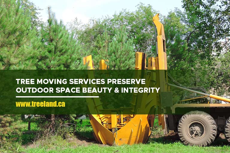 Tree moving services preserve outdoor space beauty