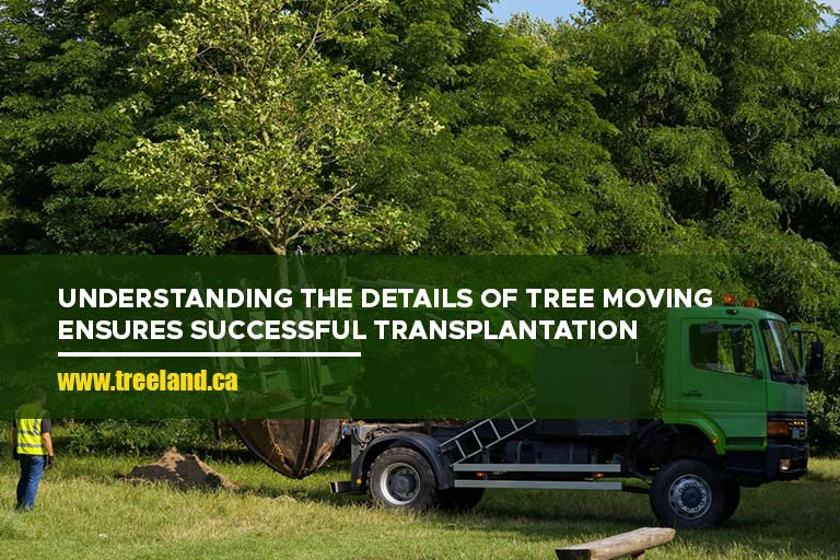 Understanding the details of tree moving ensures successful transplantation