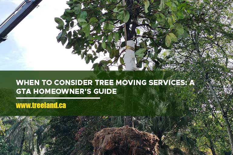 When to Consider Tree Moving Services: A GTA Homeowner’s Guide