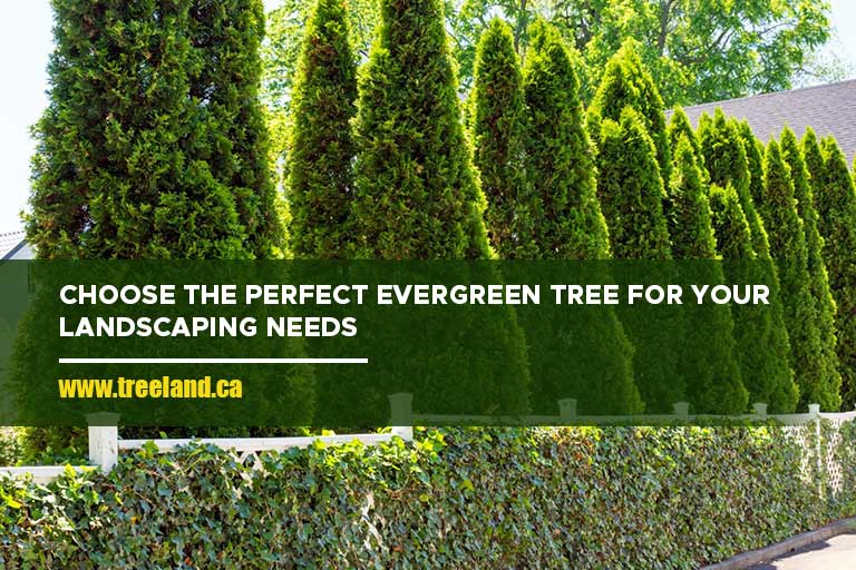 Choose the perfect evergreen tree for your landscaping needs