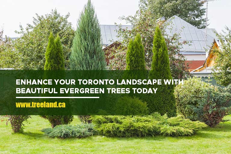 Enhance your Toronto landscape with beautiful evergreen trees today