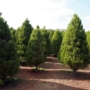 From Purchase to Planting: How to Find and Care for Evergreen Trees for Sale in Toronto