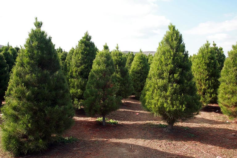 From Purchase to Planting: How to Find and Care for Evergreen Trees for Sale in Toronto