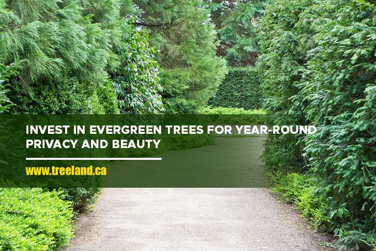 Invest in evergreen trees for year-round privacy and beauty.