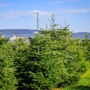 Top 5 Reasons to Invest in Evergreen Trees for Sale in Toronto