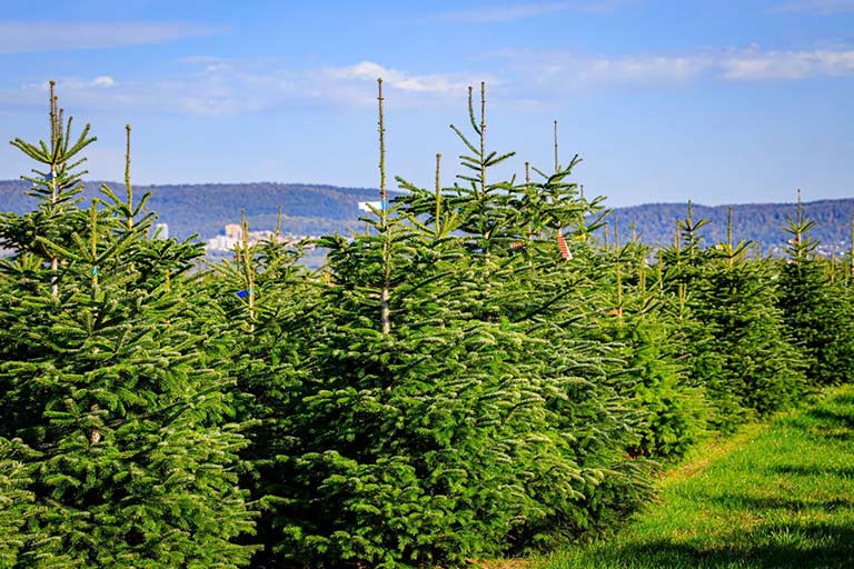 Top 5 Reasons to Invest in Evergreen Trees for Sale in Toronto