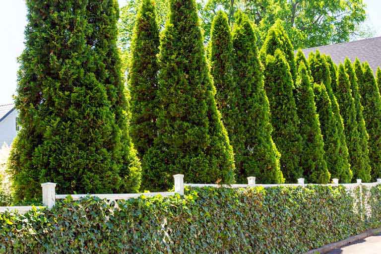 Tree Privacy Mississauga: Do’s and Don’ts for Maintaining Trees on Your Property