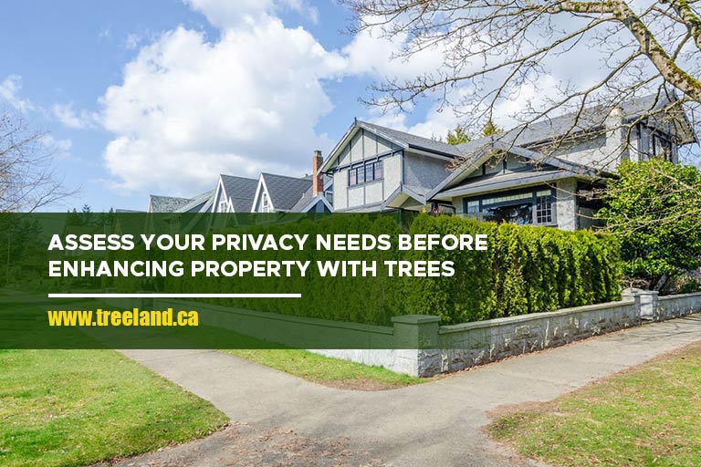 Assess your privacy needs before enhancing property with trees.