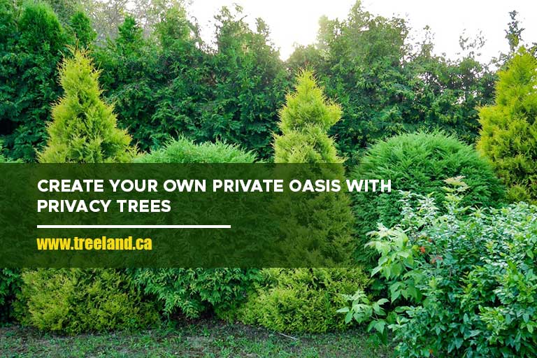 Create your own private oasis with privacy trees