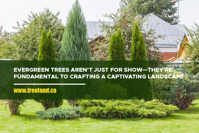 Evergreen trees aren't just for show