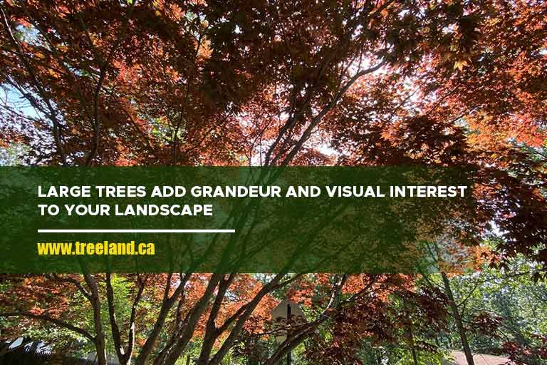 Large trees add grandeur and visual interest to your landscape