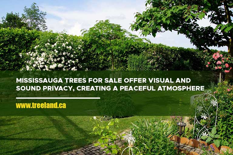 Mississauga trees for sale offer visual and sound privacy, creating a peaceful atmosphere.