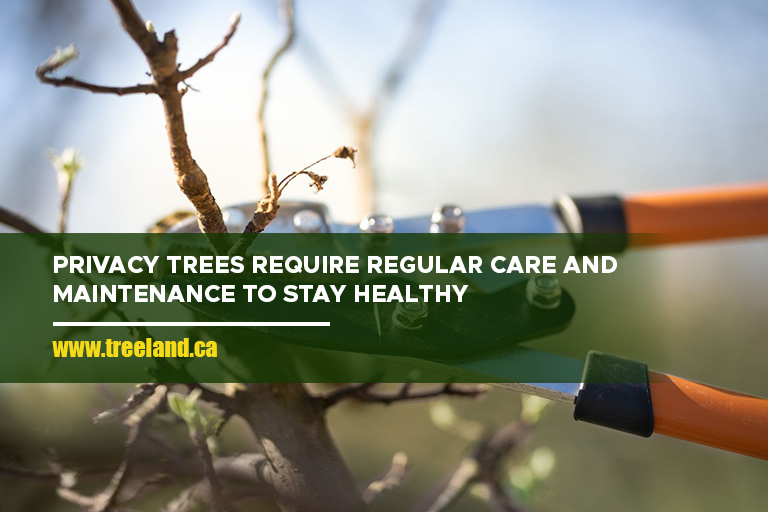 Privacy trees require regular care and maintenance to stay healthy