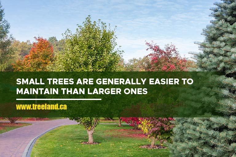 Small trees are generally easier to maintain than larger ones