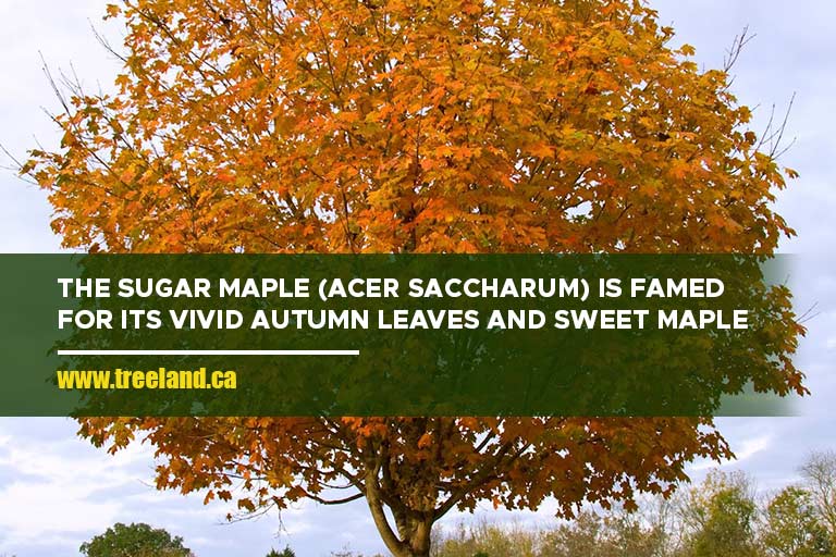 The Sugar Maple (Acer saccharum) is famed for its vivid autumn leaves and sweet maple syrup