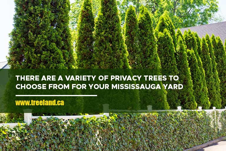 There are a variety of privacy trees to choose from for your Mississauga yard