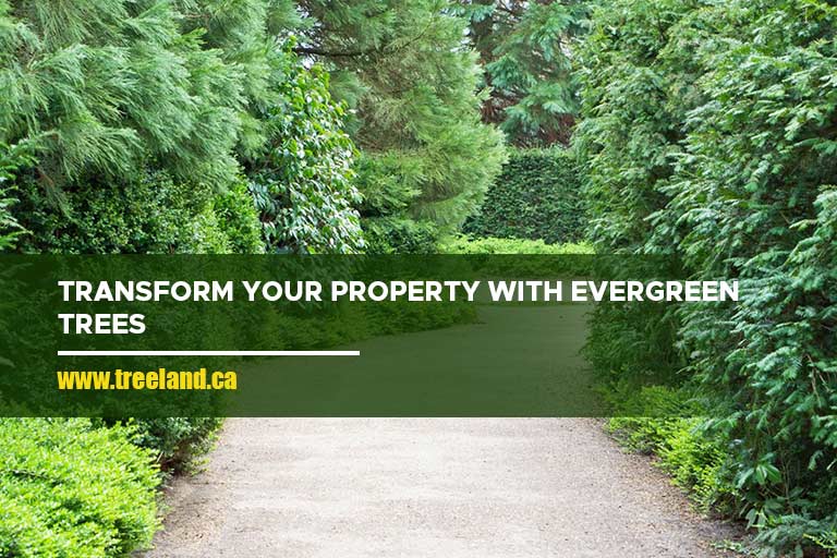 Transform your property with evergreen trees