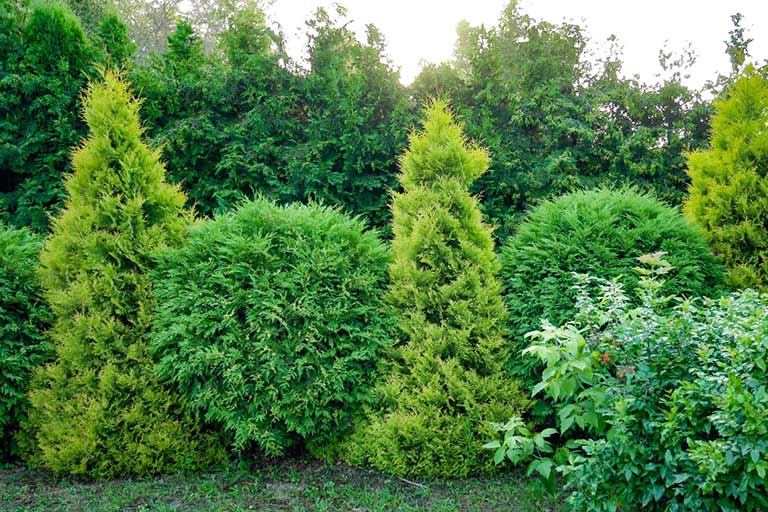 Tree Privacy Mississauga: Choosing the Right Trees for Your Property