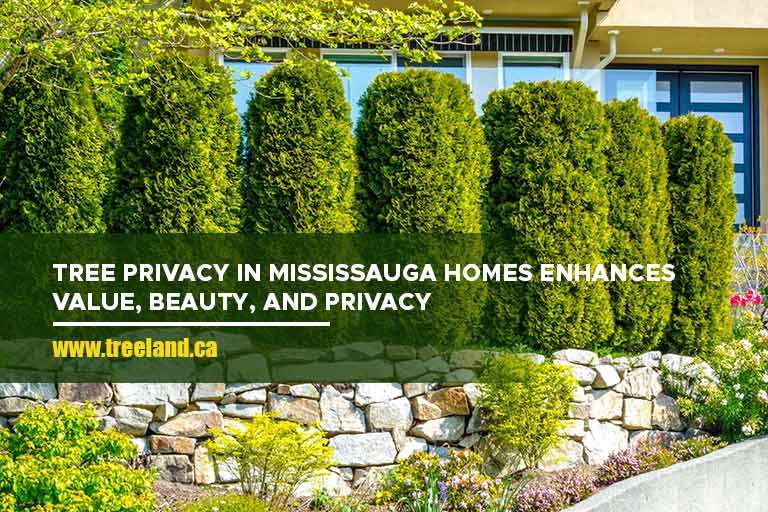 Tree privacy in Mississauga homes enhances value, beauty, and privacy.