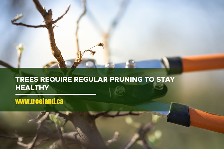 Trees require regular pruning to stay healthy