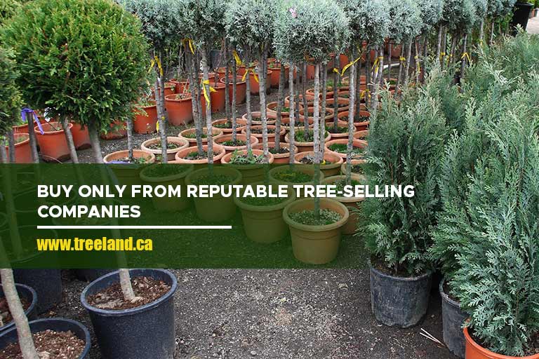 Buy only from reputable tree-selling companies