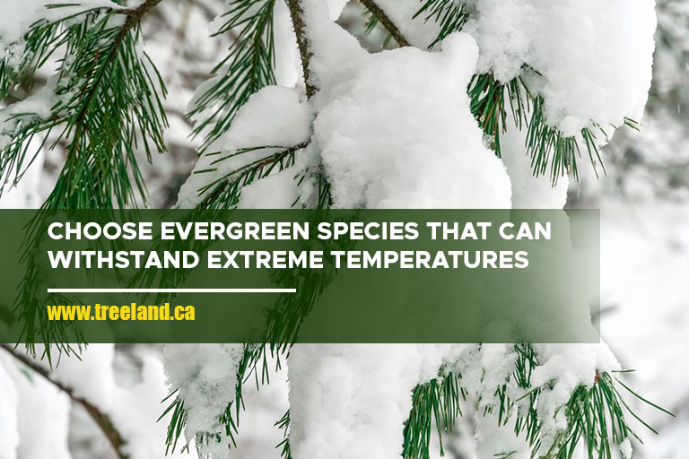 Choose evergreen species that can withstand extreme temperatures