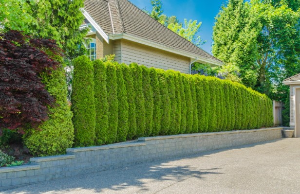 Creative Ideas for Tree Privacy Mississauga: Beyond Standard Plantings