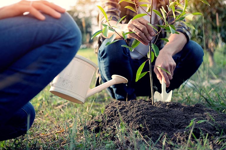 DIY or Hire a Pro? When to Tackle Tree Planting Yourself vs. Hiring an Expert in the GTA