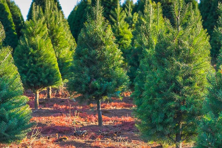 Don’t Make These Mistakes: What to Avoid When Buying Evergreen Trees for Sale in Toronto