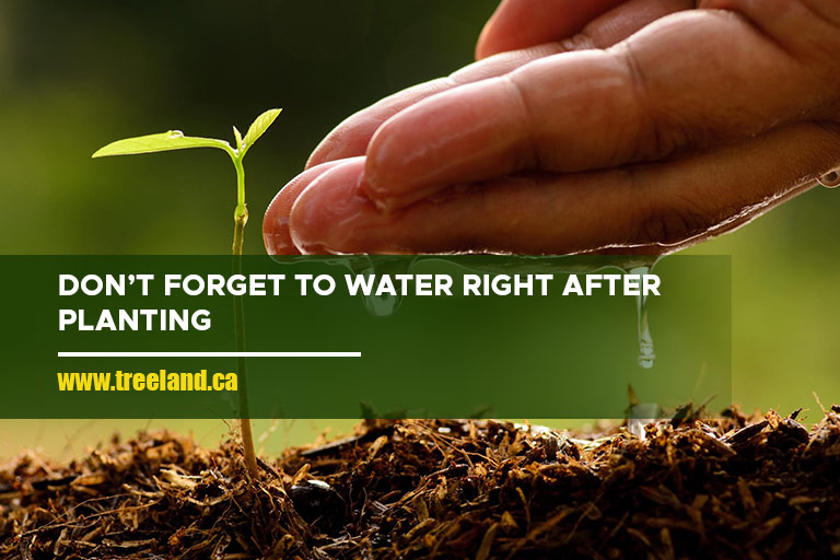 Don’t forget to water right after planting