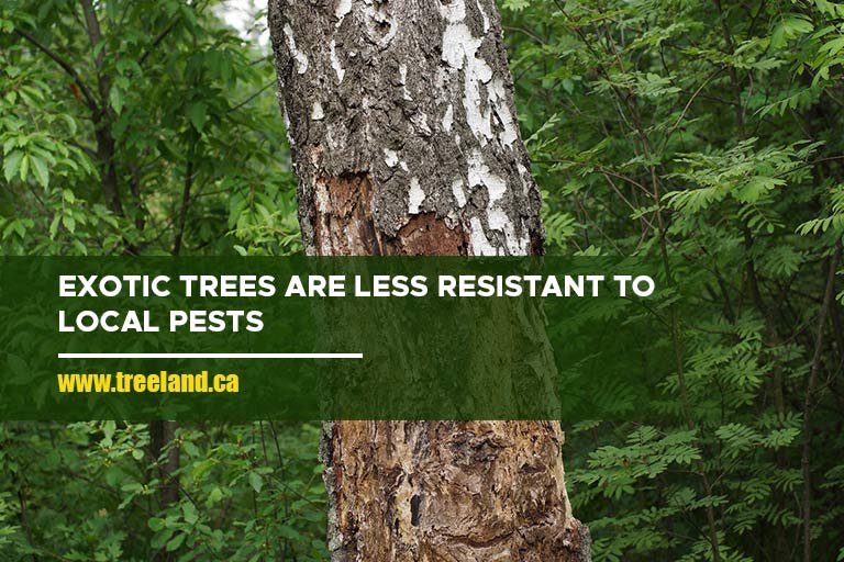 Exotic trees are less resistant to local pests