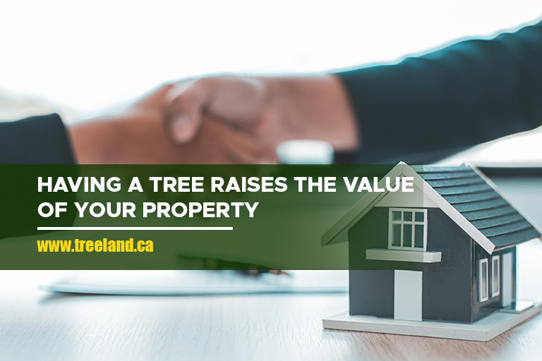 Having a tree raises the value of your property