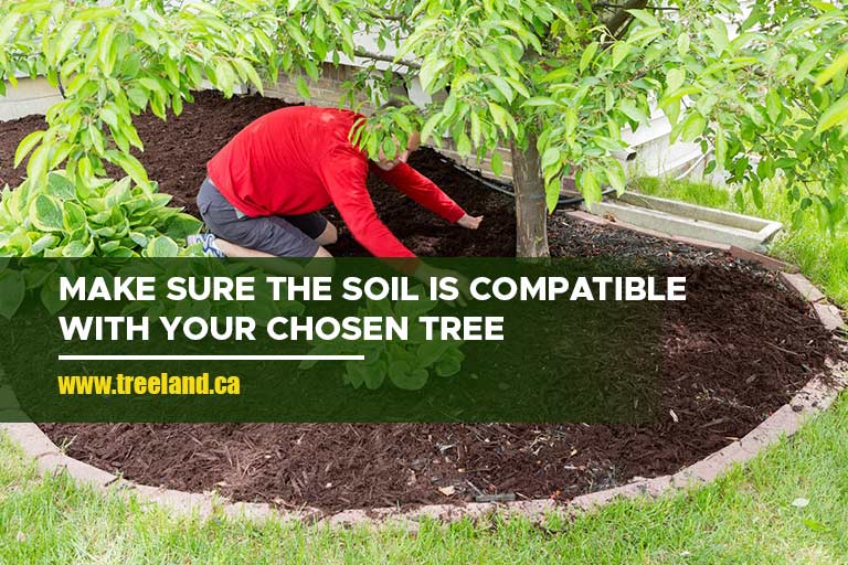 Make sure the soil is compatible with your chosen tree