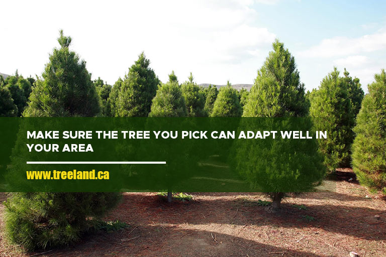 Make sure the tree you pick can adapt well to your area