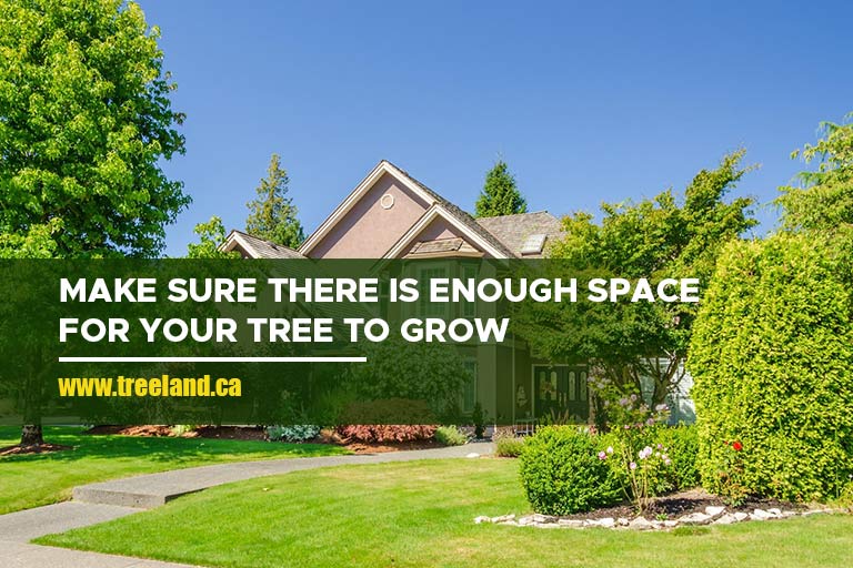 Make sure there is enough space for your tree to grow