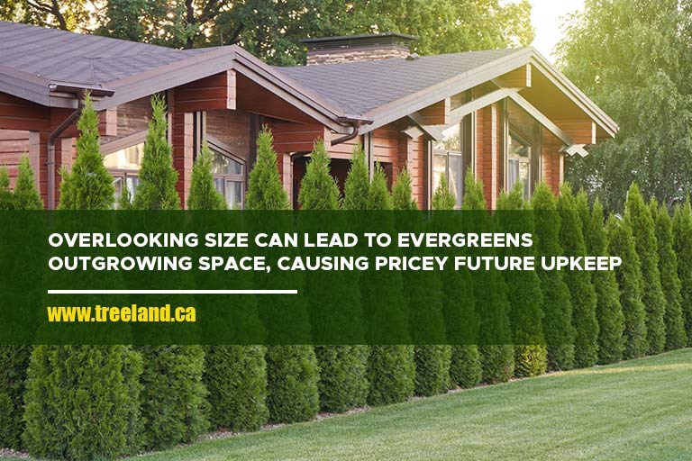 Overlooking size can lead to evergreens outgrowing space, causing pricey future upkeep