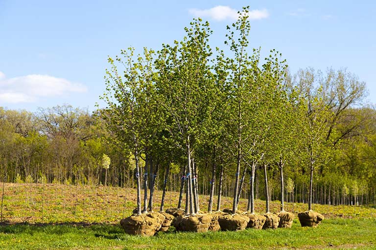 Planting Success: How to Plant and Care for Trees Purchased in Vaughan