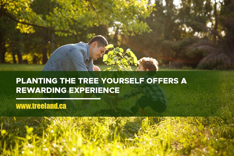 Planting the tree yourself offers a rewarding experience