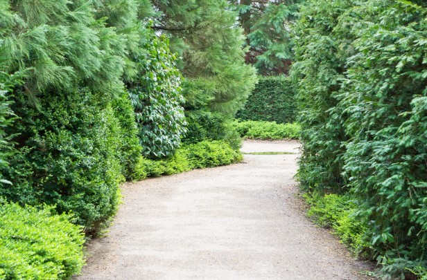 Size Matters: Choosing the Right Evergreen Trees for Sale in Toronto Based on Your Space