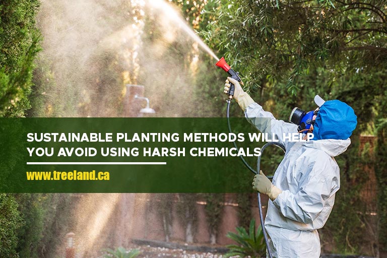 Sustainable planting methods will help you avoid using harsh chemicals