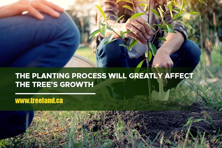 The planting process will greatly affect the tree’s growth