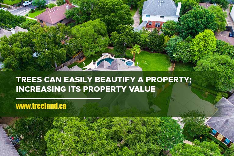 Trees can easily beautify a property; increasing its property value