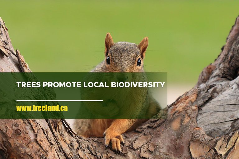 Trees promote local biodiversity