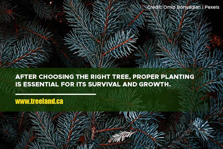 After choosing the right tree, proper planting is essential for its survival and growth.