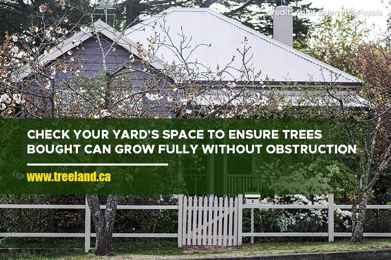 Check your yard's space to ensure trees bought can grow fully without obstruction