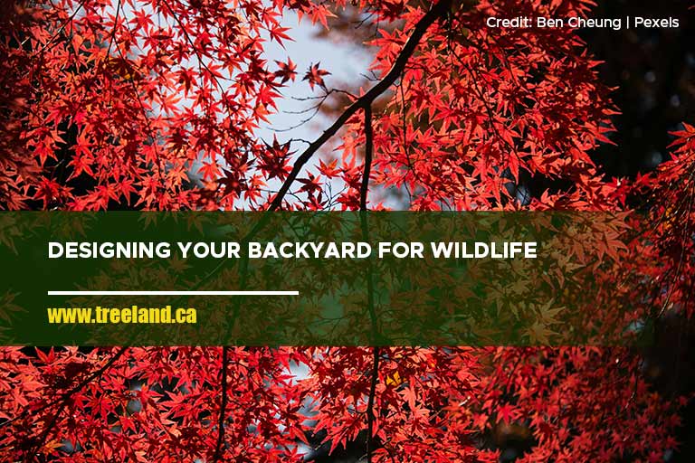 Designing Your Backyard for Wildlife