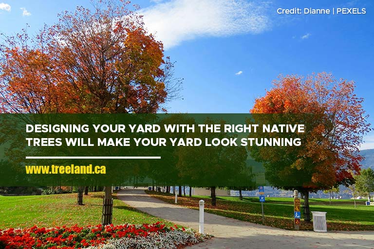 Designing your yard with the right native trees will make your yard look stunning