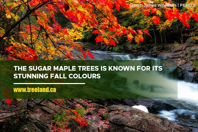 The Sugar Maple Trees is known for its stunning fall colours