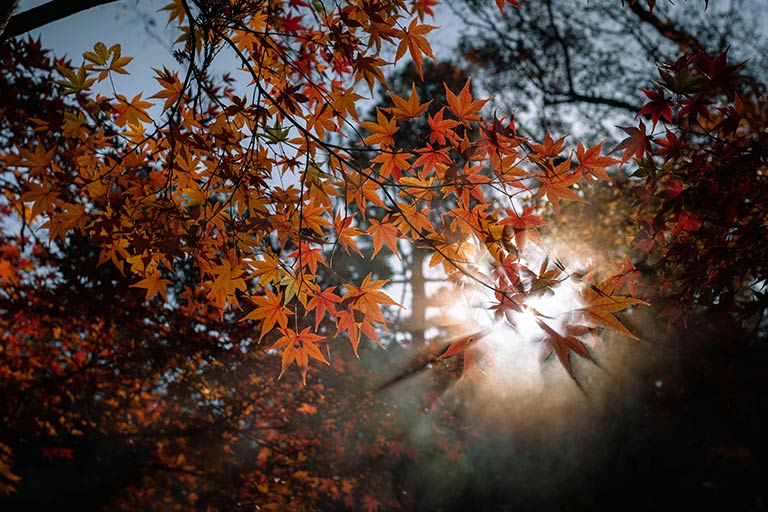 Top 5 Native Maple Trees for Sale in Toronto: Attracting Local Wildlife to Your Backyard