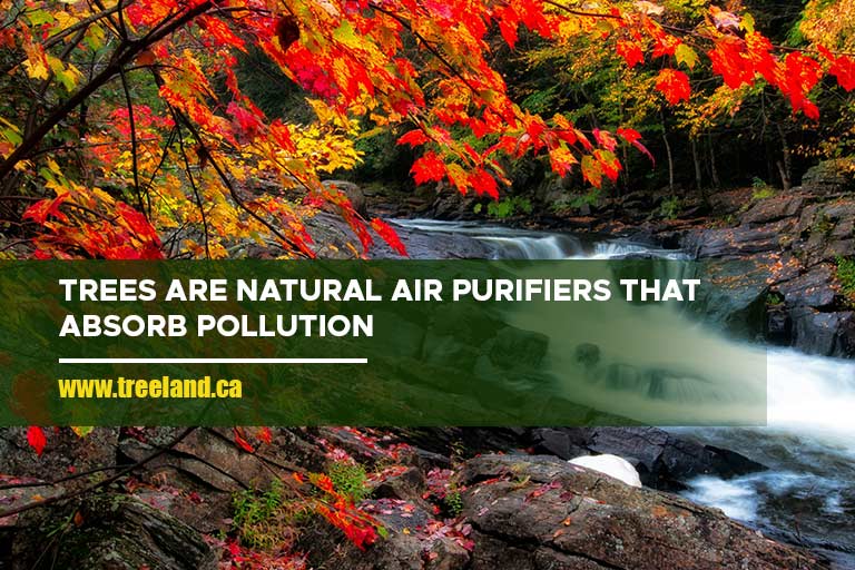 Trees are natural air purifiers that absorb pollution